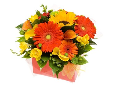 Box of Bright