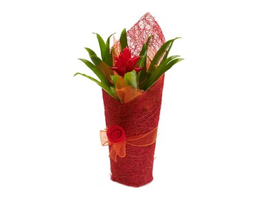 Flowering Plant